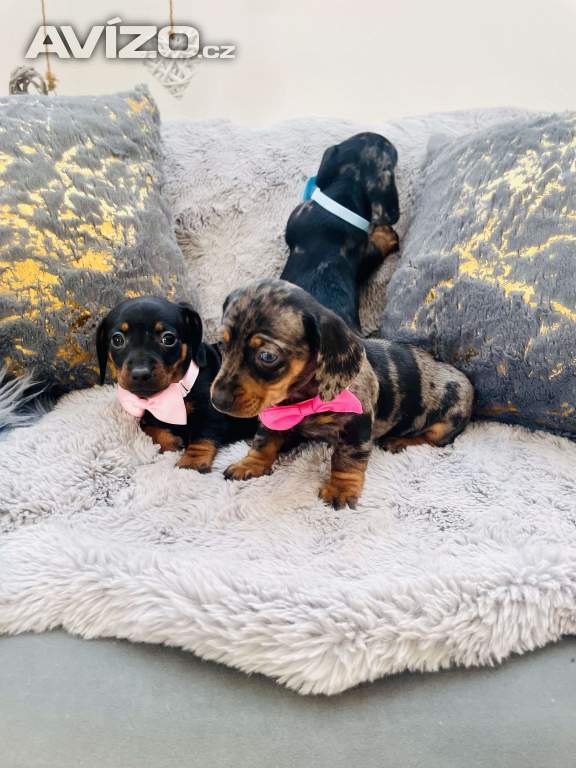 Foto inzerátu Jezevčík hladkosrstý trpasličí 