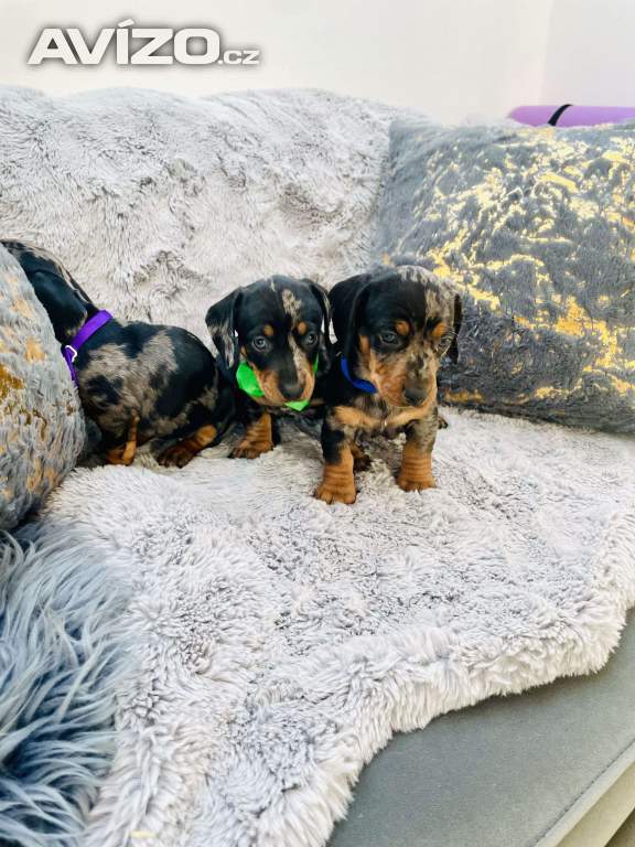 Foto inzerátu Jezevčík hladkosrstý trpasličí 