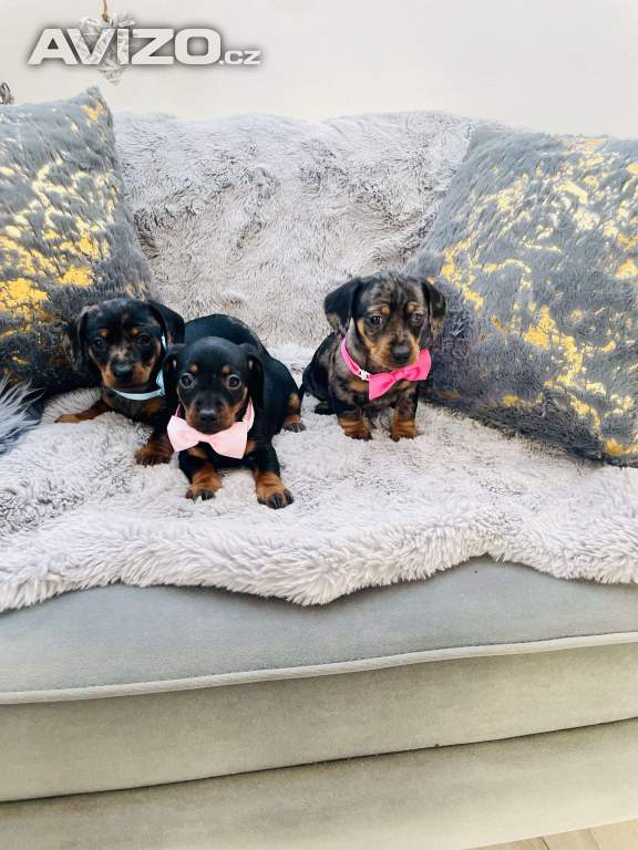 Foto inzerátu Jezevčík hladkosrstý trpasličí 