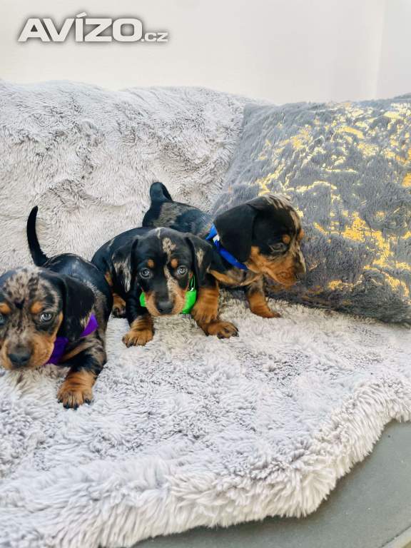 Foto inzerátu Jezevčík hladkosrstý trpasličí 