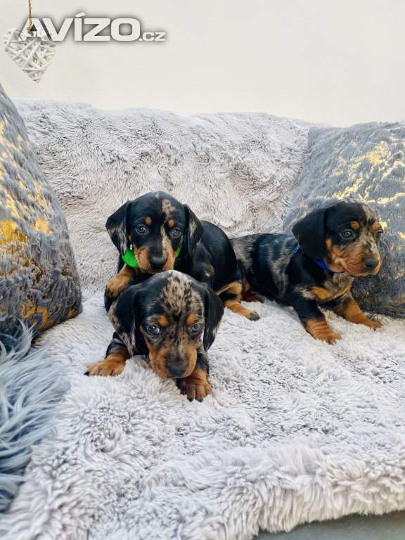 Foto inzerátu Jezevčík hladkosrstý trpasličí 