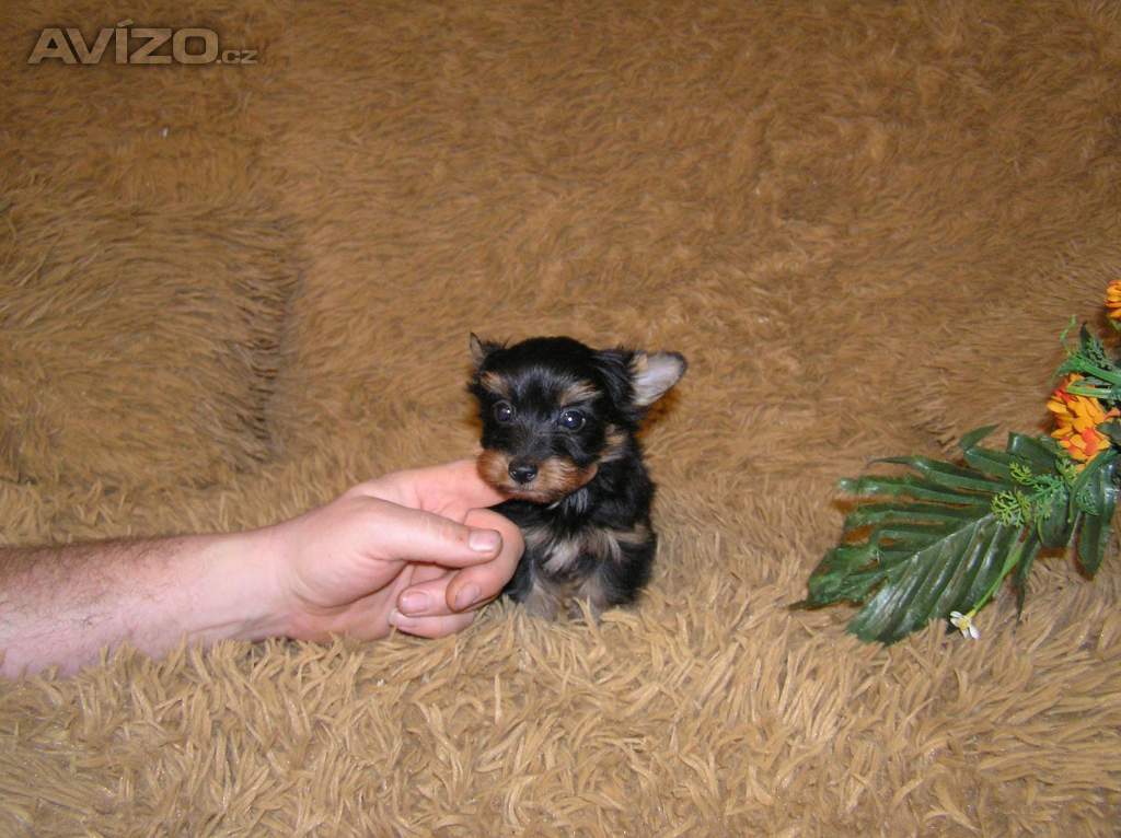Foto inzerátu Barevný jorkšír štěňátko pejsek Spaltbiewer F2
