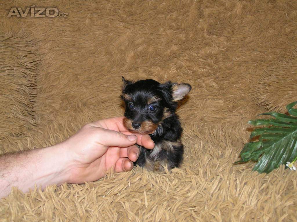 Foto inzerátu Barevný jorkšír štěňátko pejsek Spaltbiewer F2