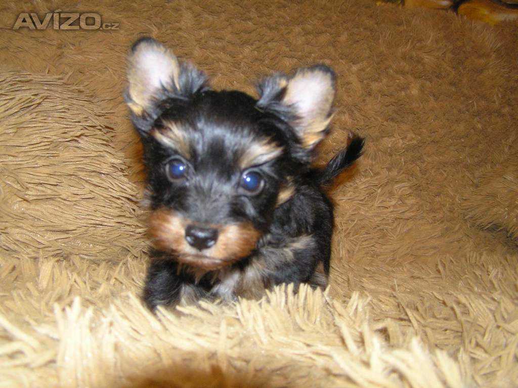 Foto inzerátu Barevný jorkšír štěňátko pejsek Spaltbiewer F2