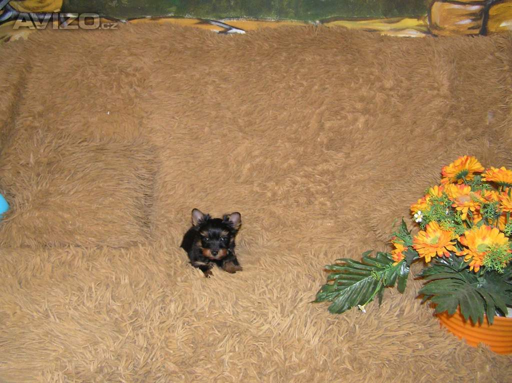Foto inzerátu Barevný jorkšír štěňátko pejsek Spaltbiewer F2