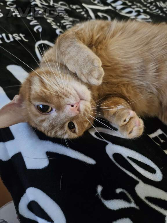 Foto inzerátu Daruji 2 kocourky