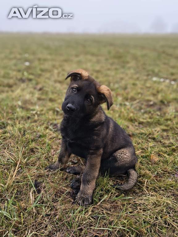 Foto inzerátu Německý ovčák