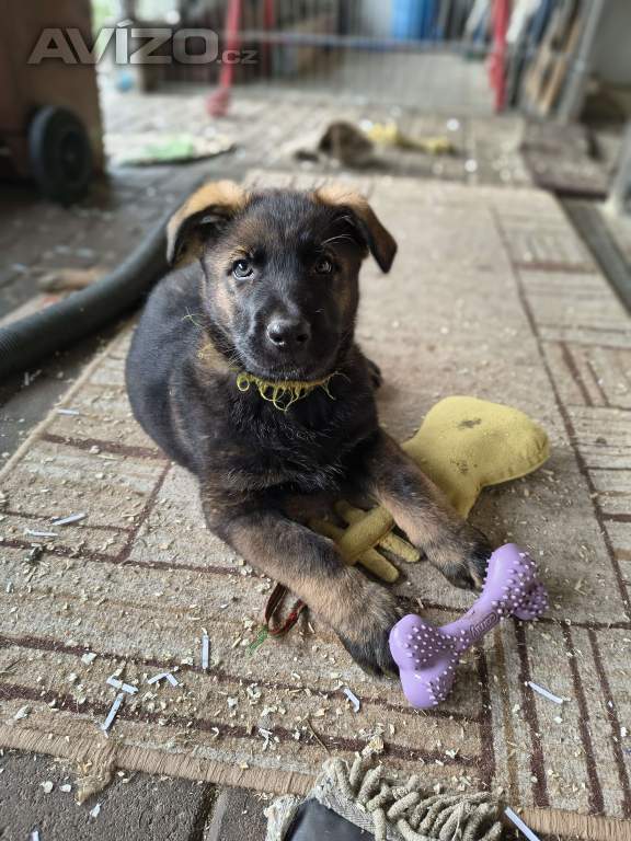 Foto inzerátu Německý ovčák