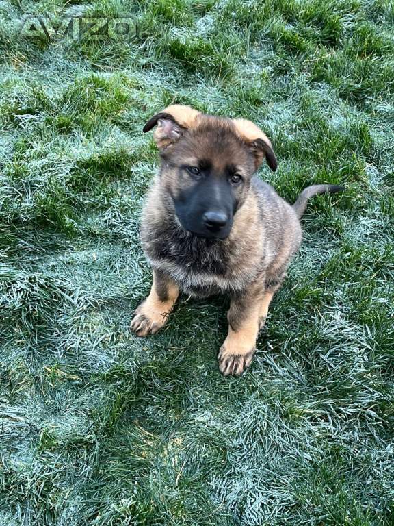 Foto inzerátu Německý ovčák