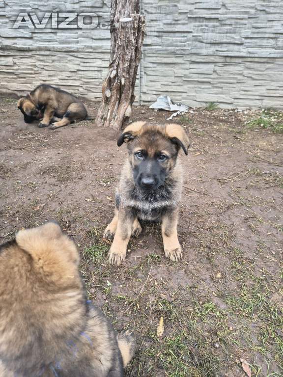 Foto inzerátu Německý ovčák