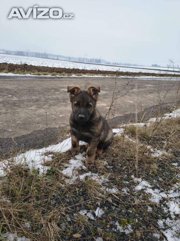 Foto inzerátu Německý ovčák
