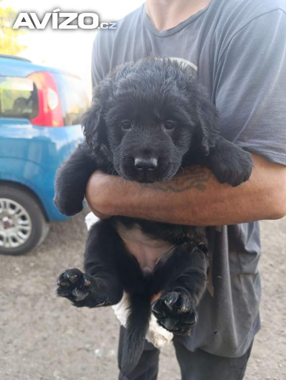 Foto inzerátu štěňátko fenka labradorských retrívrů 