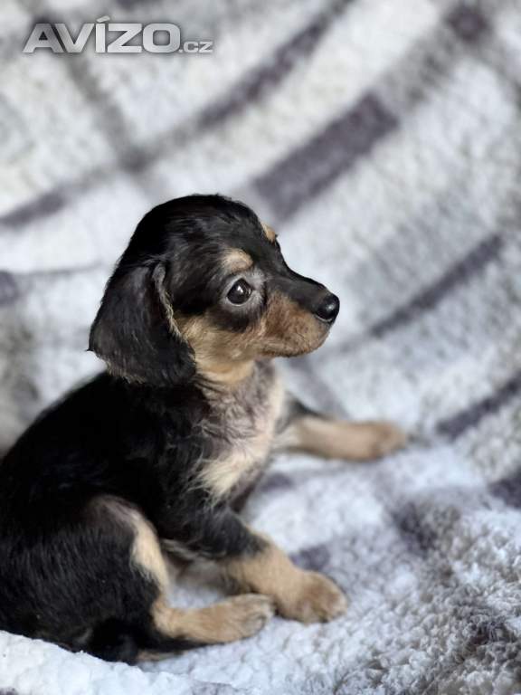 Foto inzerátu Štěně