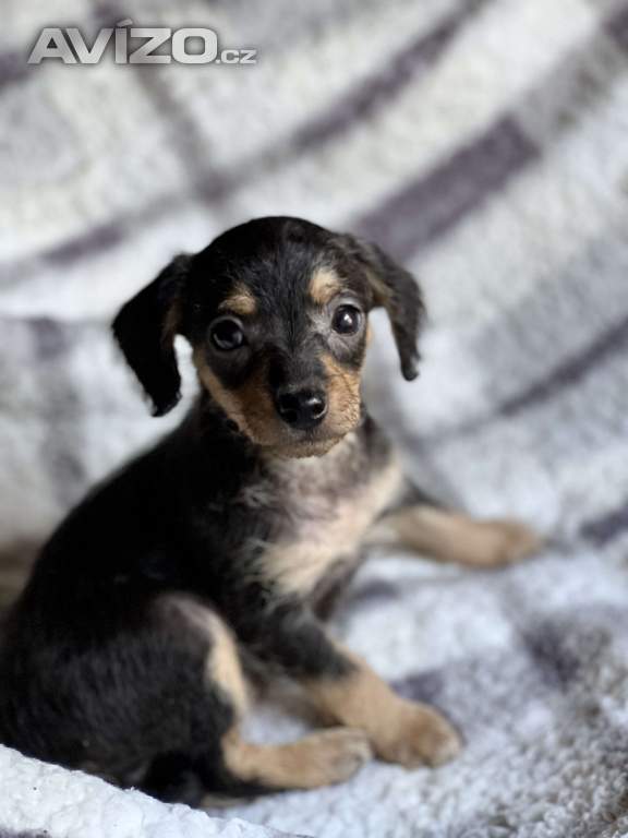 Foto inzerátu Štěně