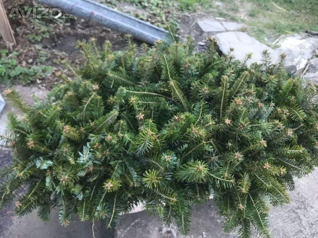 Sazenice okrasných jehličnanů 