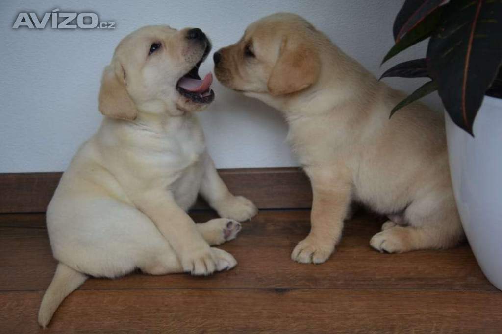 Labrador - 2 chlapečci 