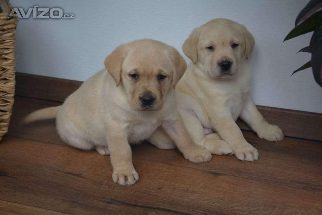 Foto inzerátu Labrador - 2 chlapečci 