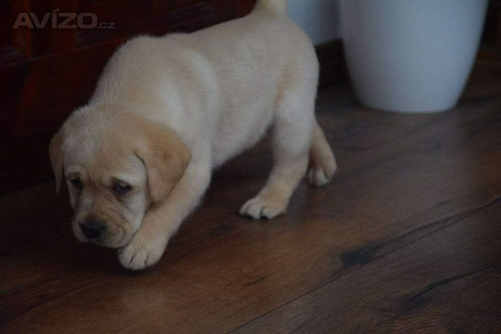 Foto inzerátu Labrador - 2 chlapečci 