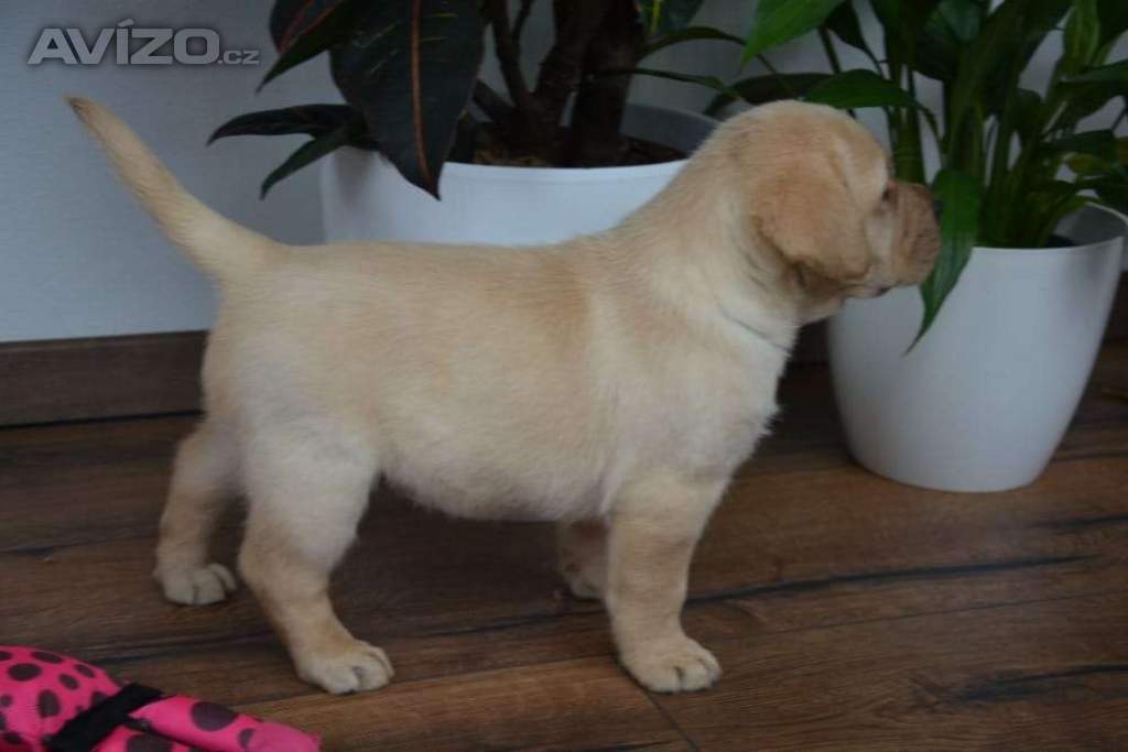 Foto inzerátu Labrador - 2 chlapečci 