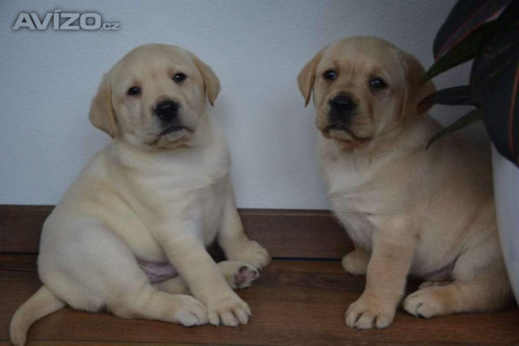 Foto inzerátu Labrador - 2 chlapečci 