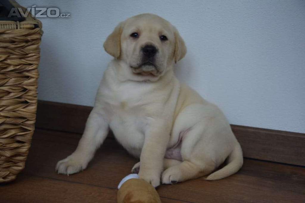 Foto inzerátu Labrador - 2 chlapečci 