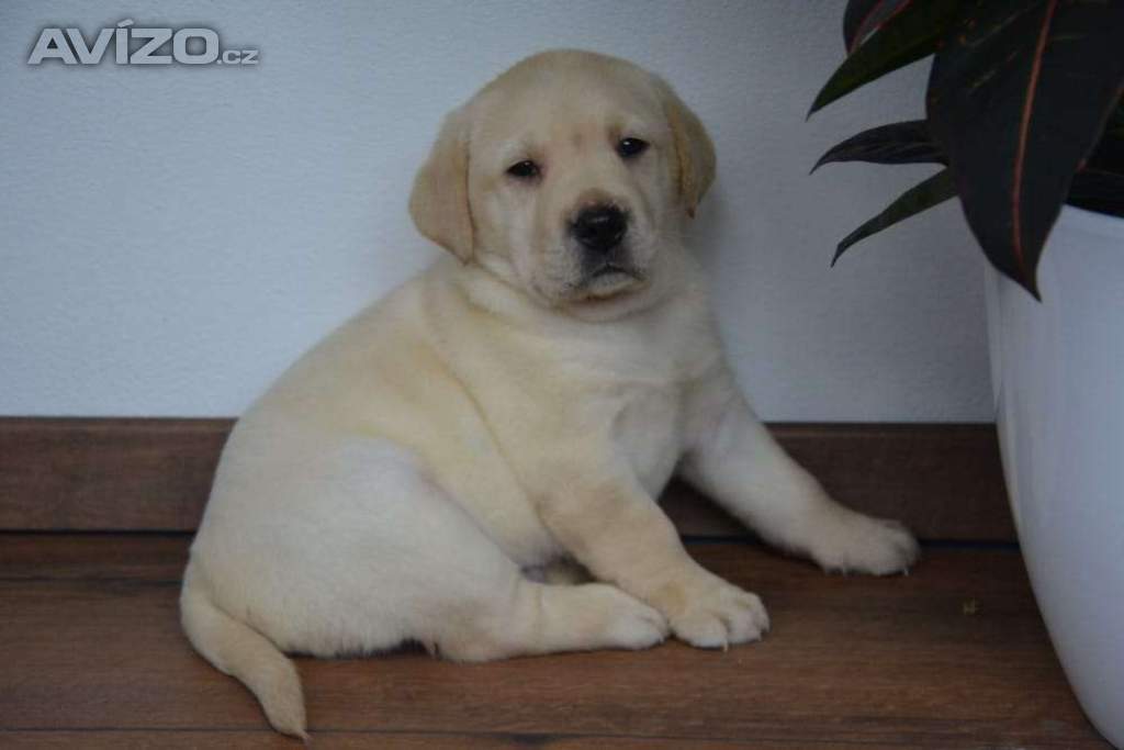 Foto inzerátu Labrador - 2 chlapečci 