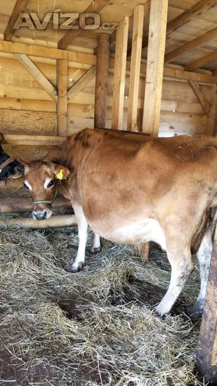 Foto inzerátu Prodám krávu Jersey 