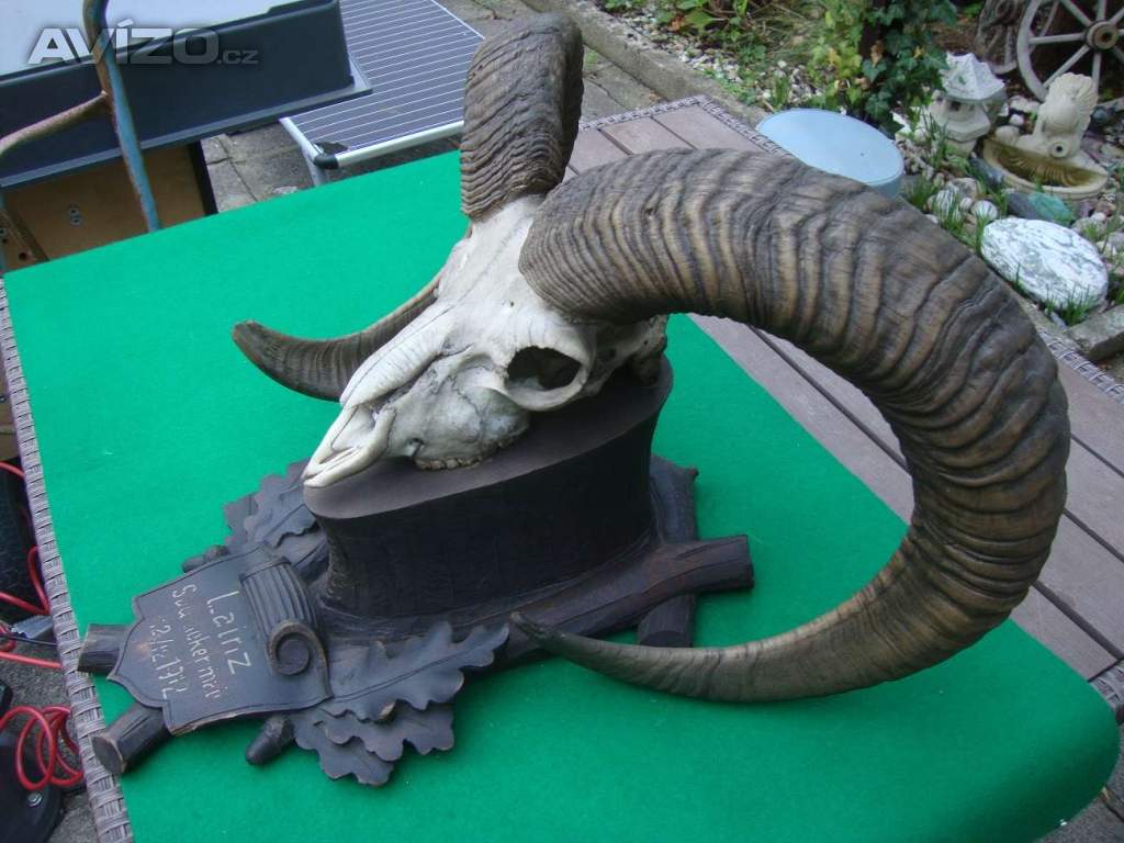 Foto inzerátu Starožitná Mufloní trofej Muflon 1912 medailové rozměry top