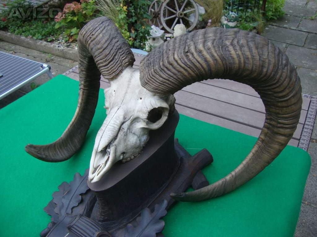 Foto inzerátu Starožitná Mufloní trofej Muflon 1912 medailové rozměry top