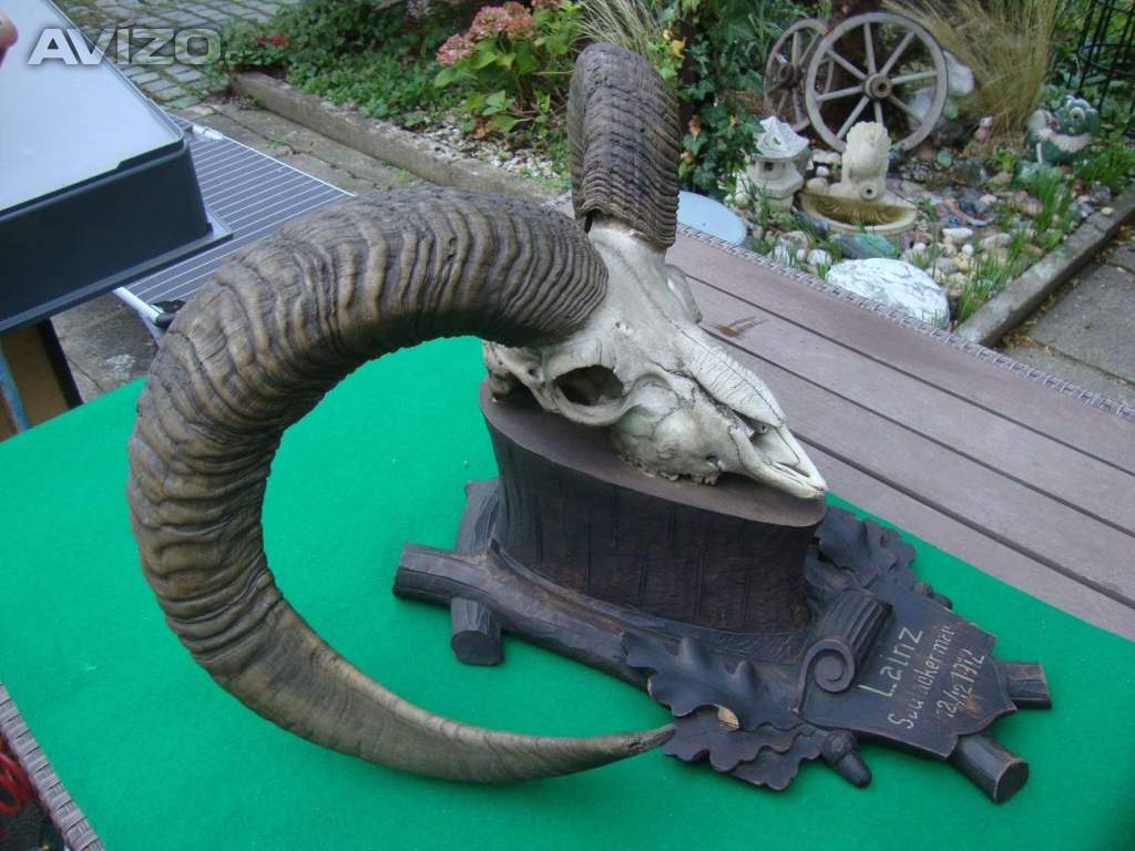 Foto inzerátu Starožitná Mufloní trofej Muflon 1912 medailové rozměry top