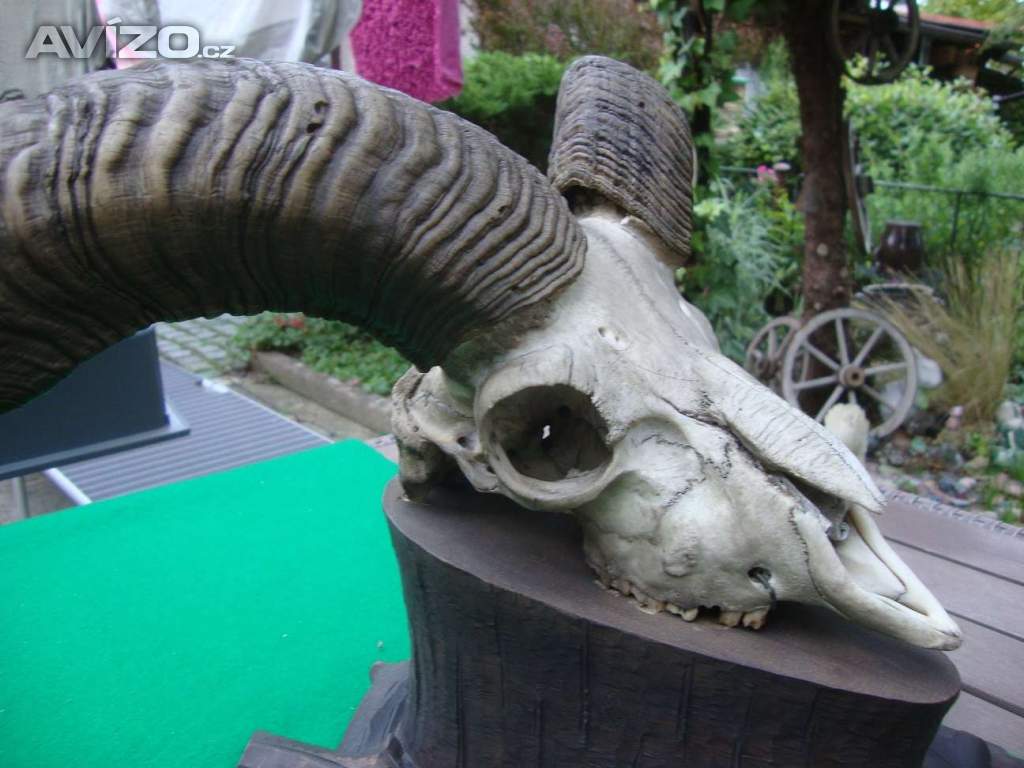 Foto inzerátu Starožitná Mufloní trofej Muflon 1912 medailové rozměry top