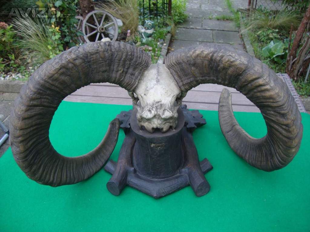 Foto inzerátu Starožitná Mufloní trofej Muflon 1912 medailové rozměry top