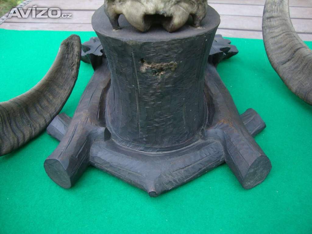 Foto inzerátu Starožitná Mufloní trofej Muflon 1912 medailové rozměry top