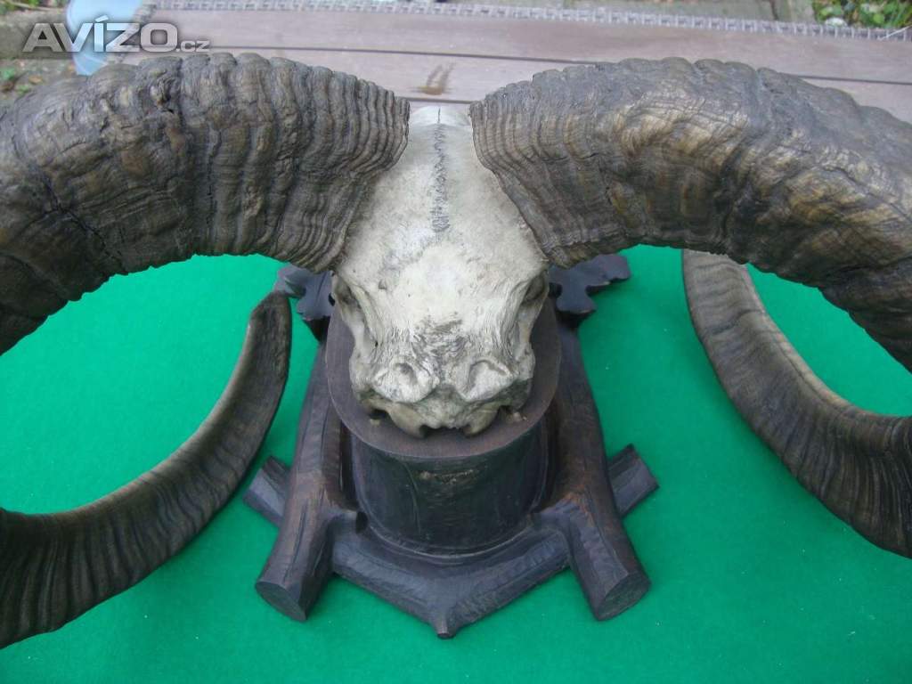 Foto inzerátu Starožitná Mufloní trofej Muflon 1912 medailové rozměry top