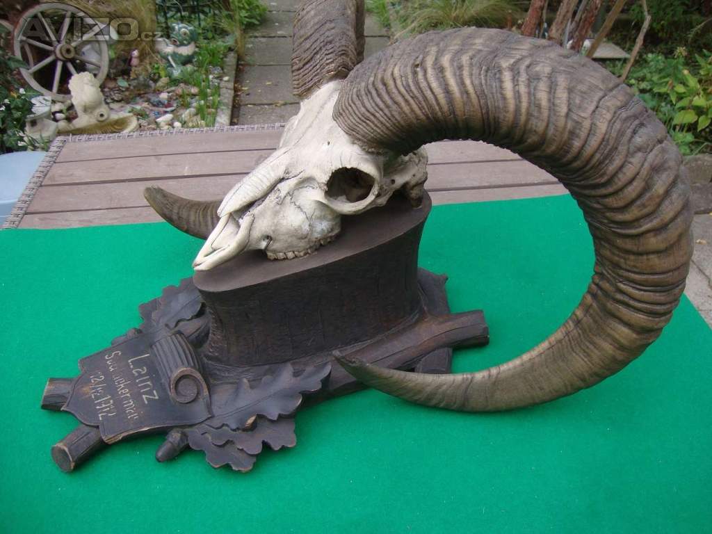 Foto inzerátu Starožitná Mufloní trofej Muflon 1912 medailové rozměry top