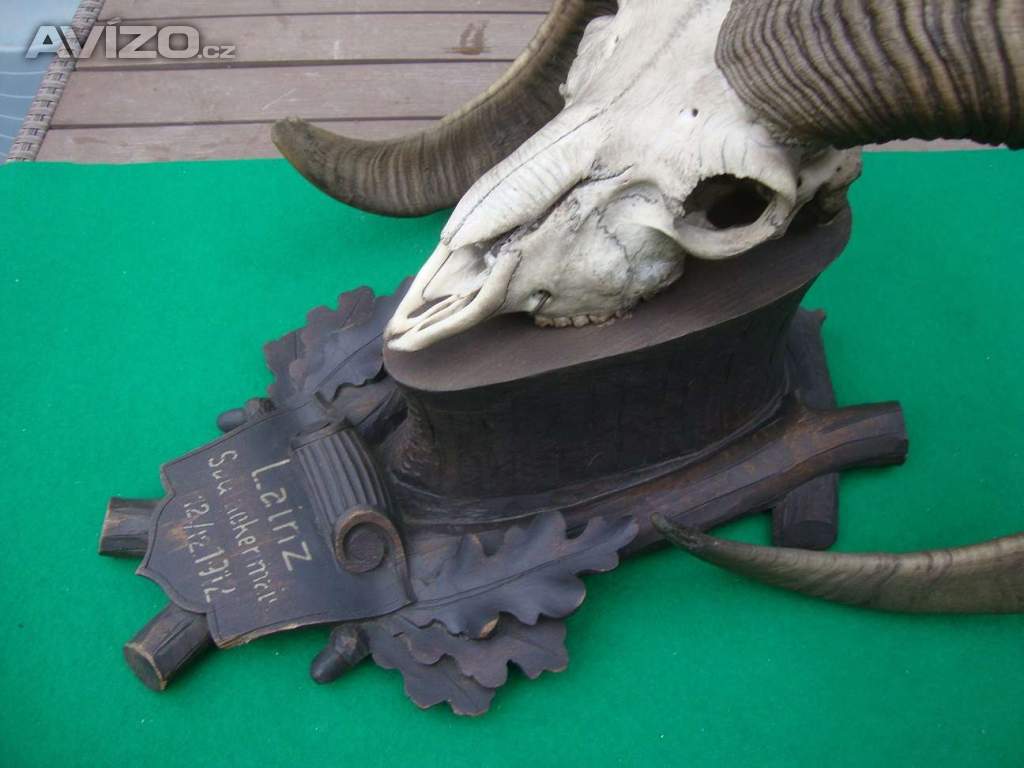 Foto inzerátu Starožitná Mufloní trofej Muflon 1912 medailové rozměry top