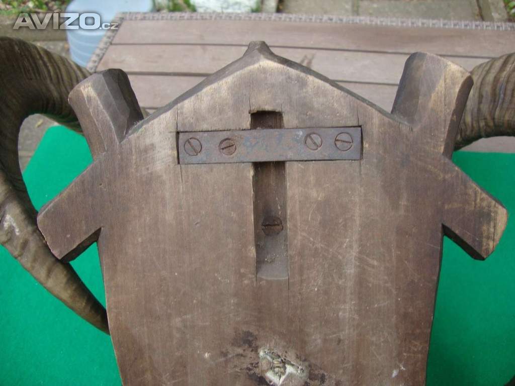 Foto inzerátu Starožitná Mufloní trofej Muflon 1912 medailové rozměry top