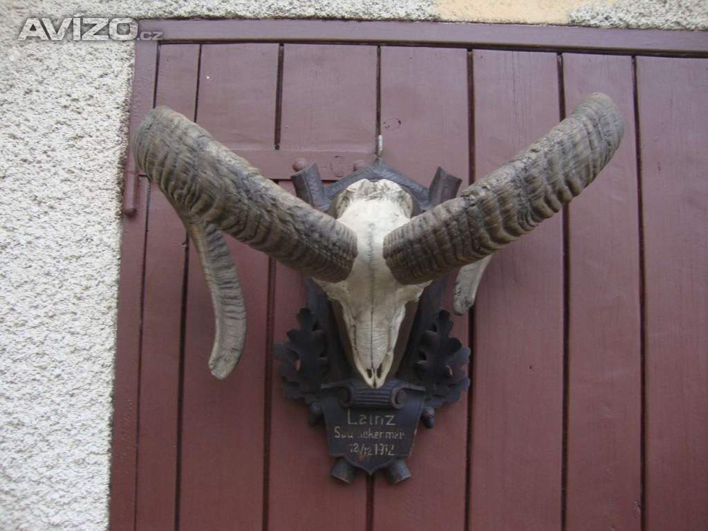 Foto inzerátu Starožitná Mufloní trofej Muflon 1912 medailové rozměry top