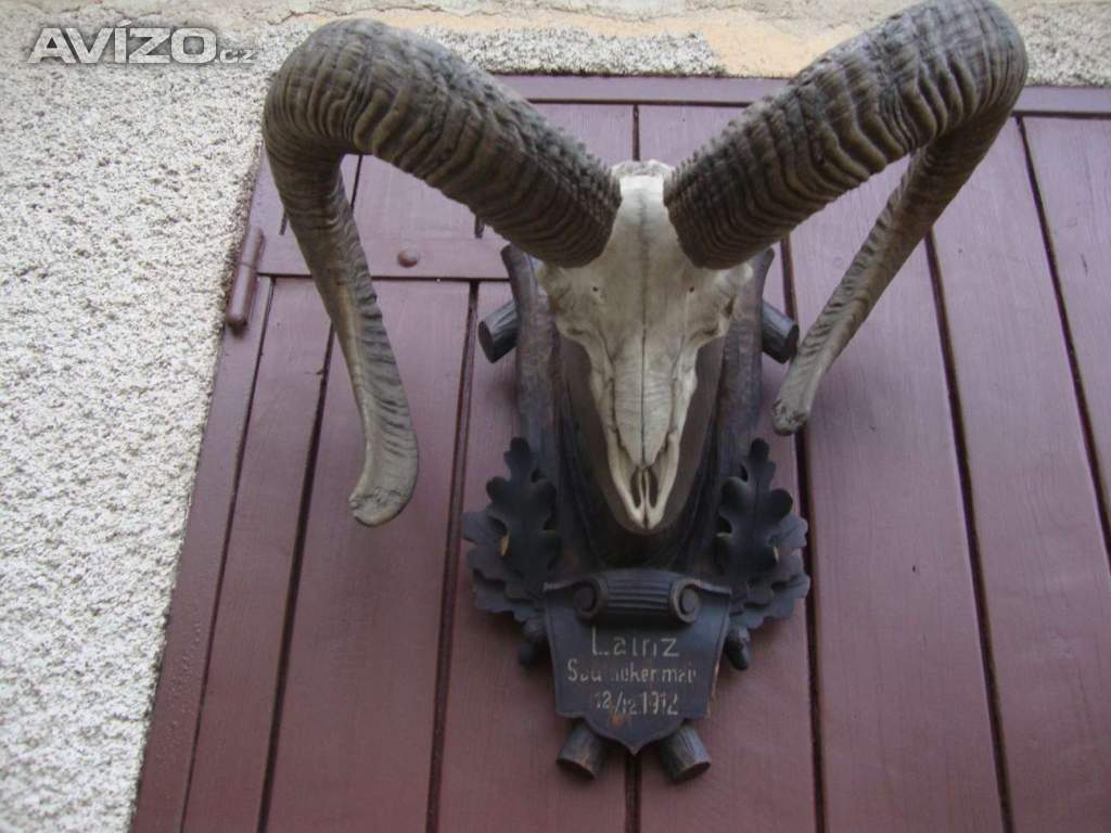 Foto inzerátu Starožitná Mufloní trofej Muflon 1912 medailové rozměry top