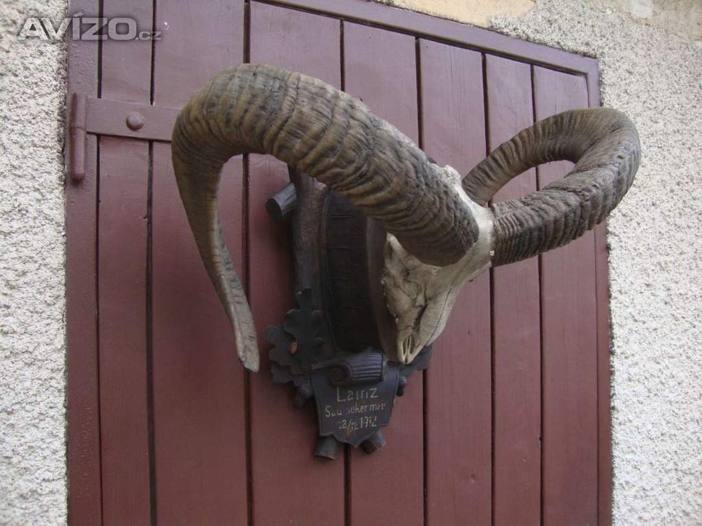 Foto inzerátu Starožitná Mufloní trofej Muflon 1912 medailové rozměry top