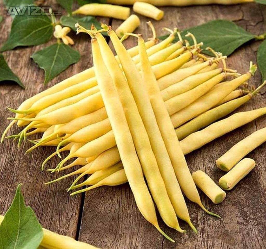 Fazol keříčkový Basta na lusky - semena