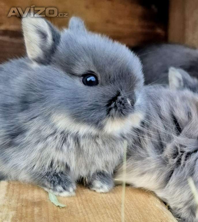 Foto inzerátu Zakrslý bilopesíkatý králiček