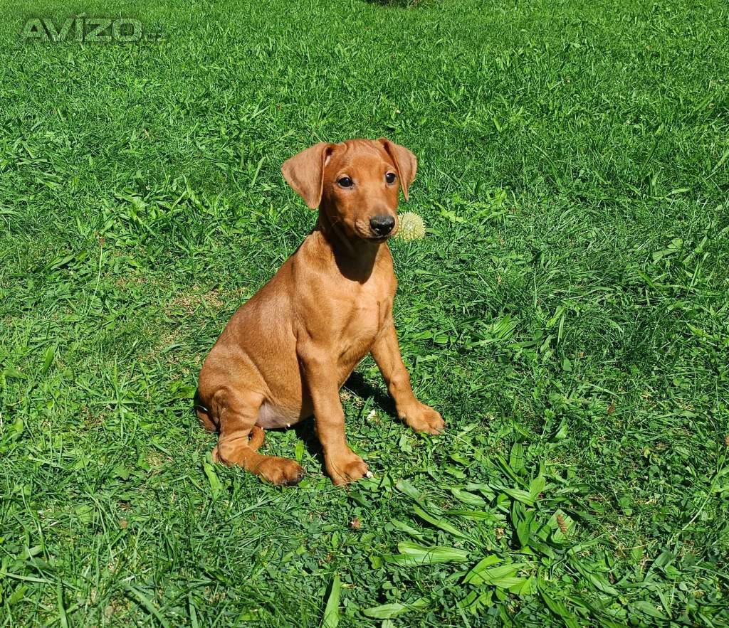 Německý pinč - prodám štěňata s PP