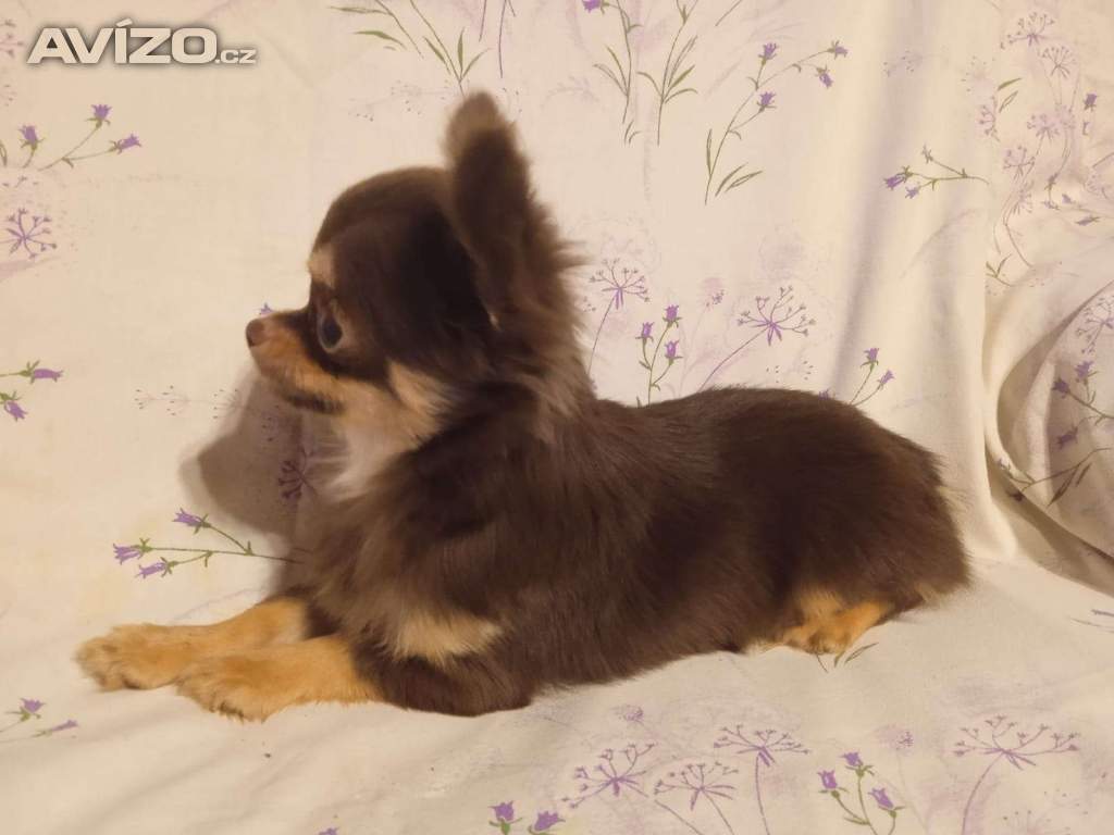 Foto inzerátu Čivava 