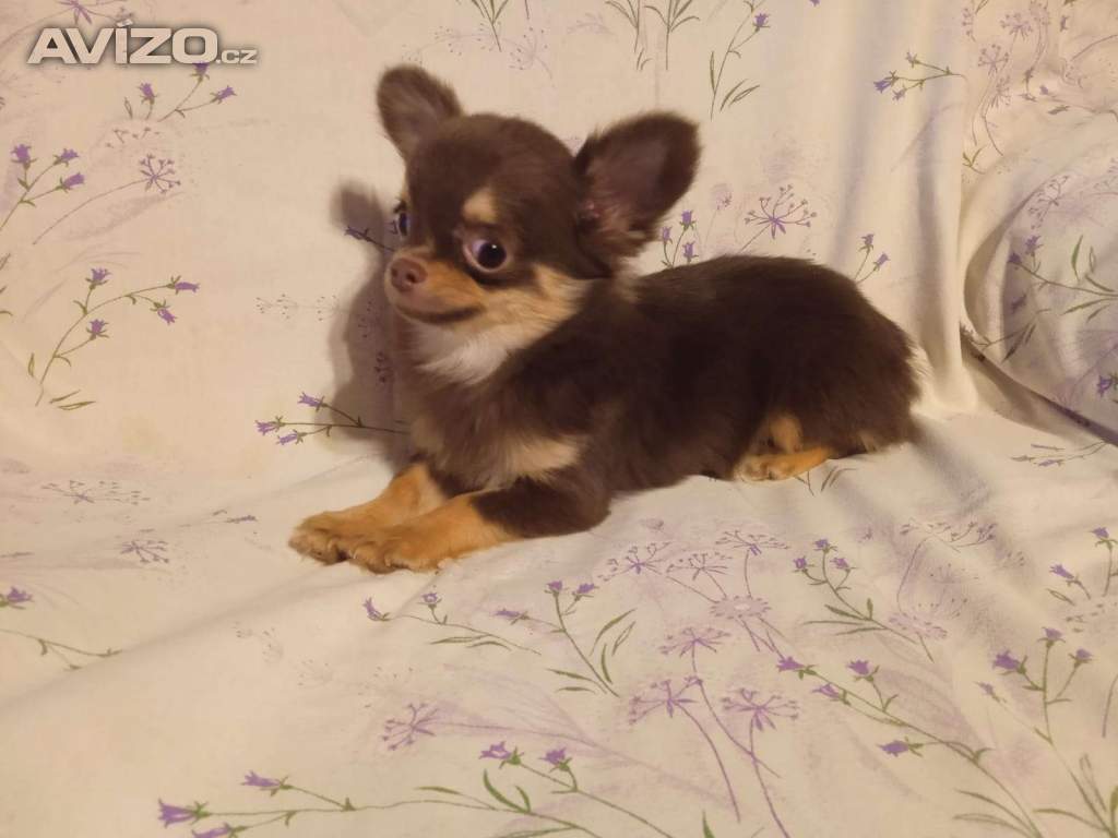 Foto inzerátu Čivava 