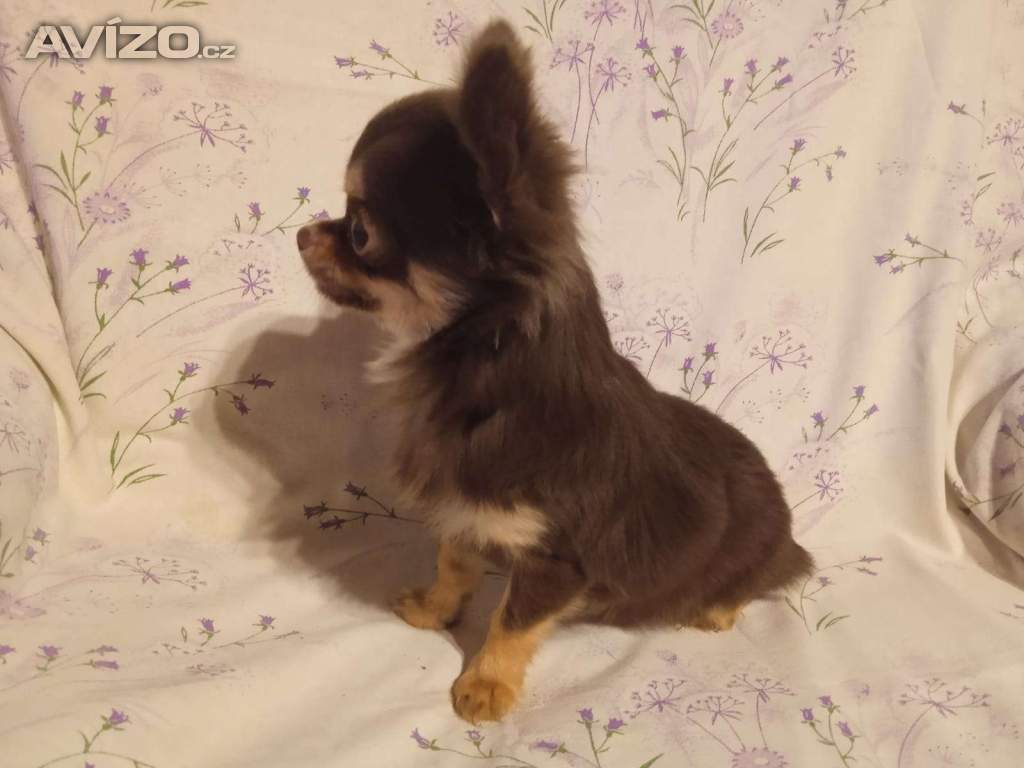 Foto inzerátu Čivava 