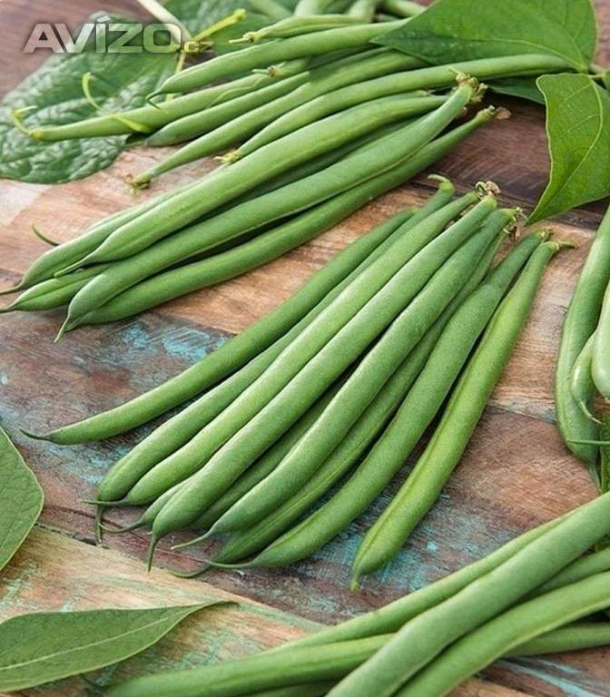 Fazol keříčkový Majorka na lusky - semena