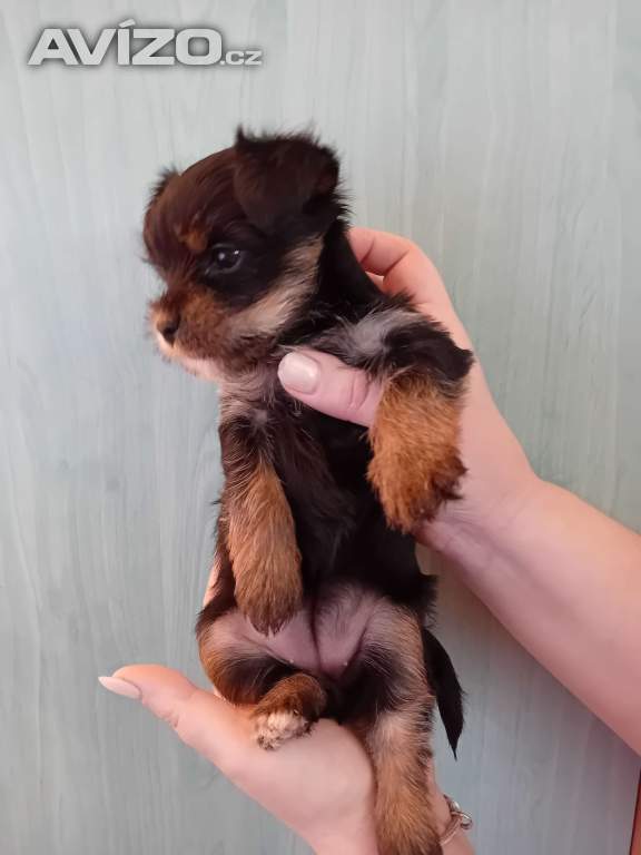 Jorkšír štěňátko fenka Návsí u Jablunkova 