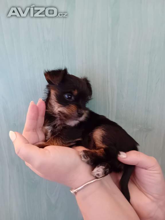 Foto inzerátu Jorkšír štěňátko fenka Návsí u Jablunkova 