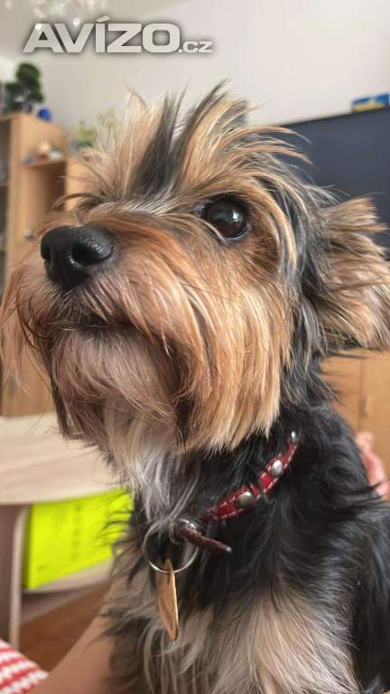 Foto inzerátu Jorkšír štěňátko fenka Návsí u Jablunkova 